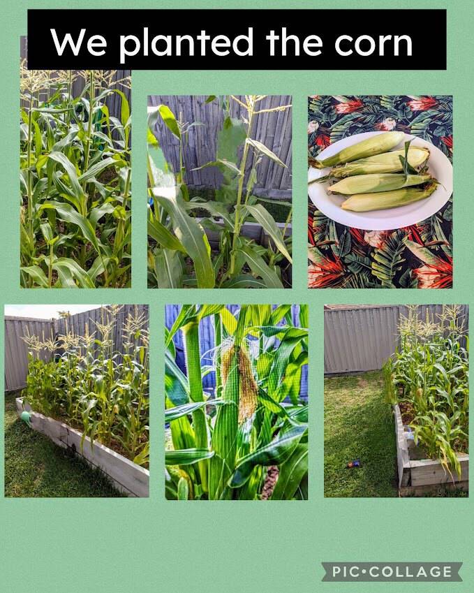 Lizandre Family Day Care - Childcare on an Urban Food Farm