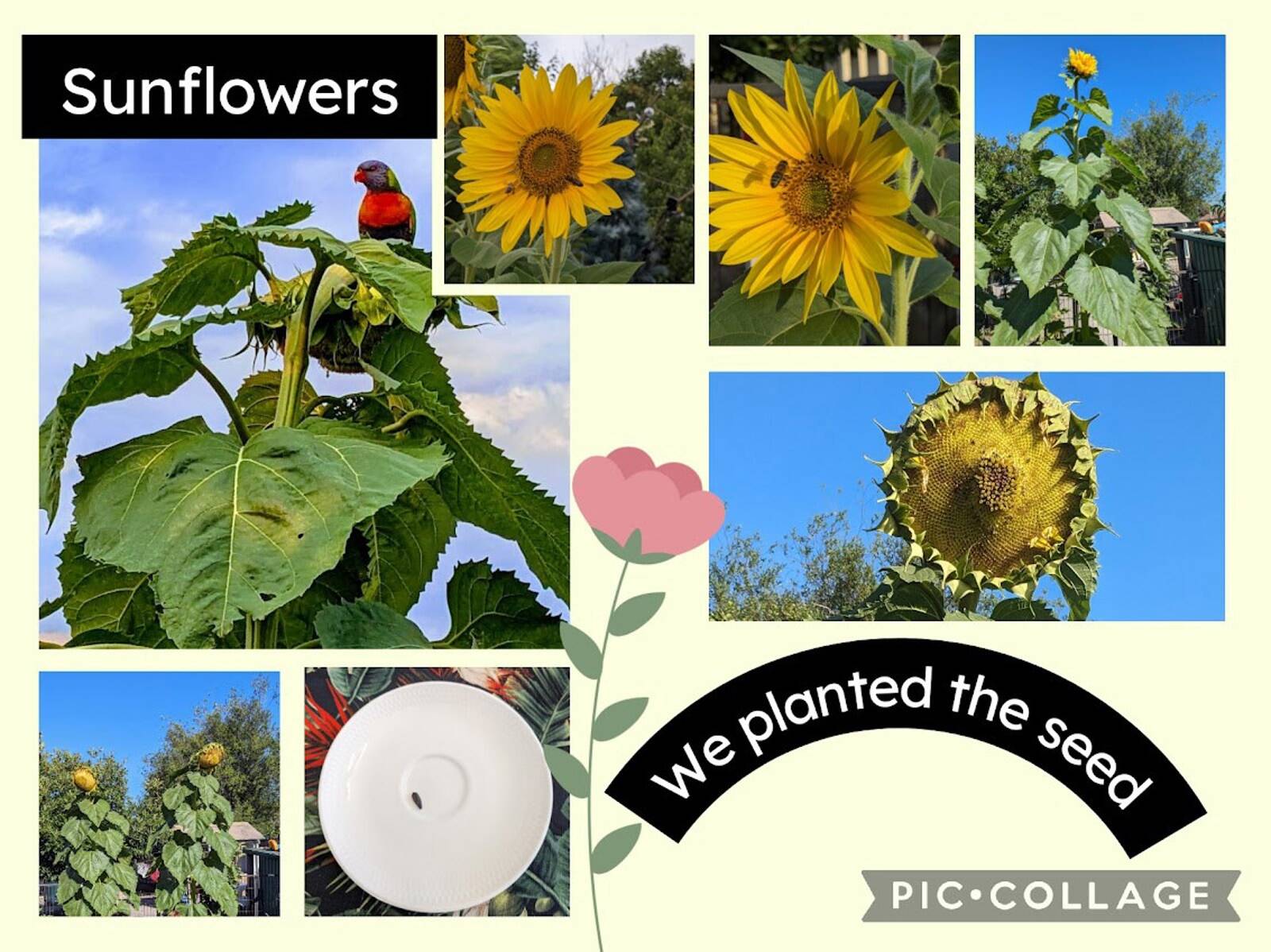 Lizandre Family Day Care - Childcare on an Urban Food Farm