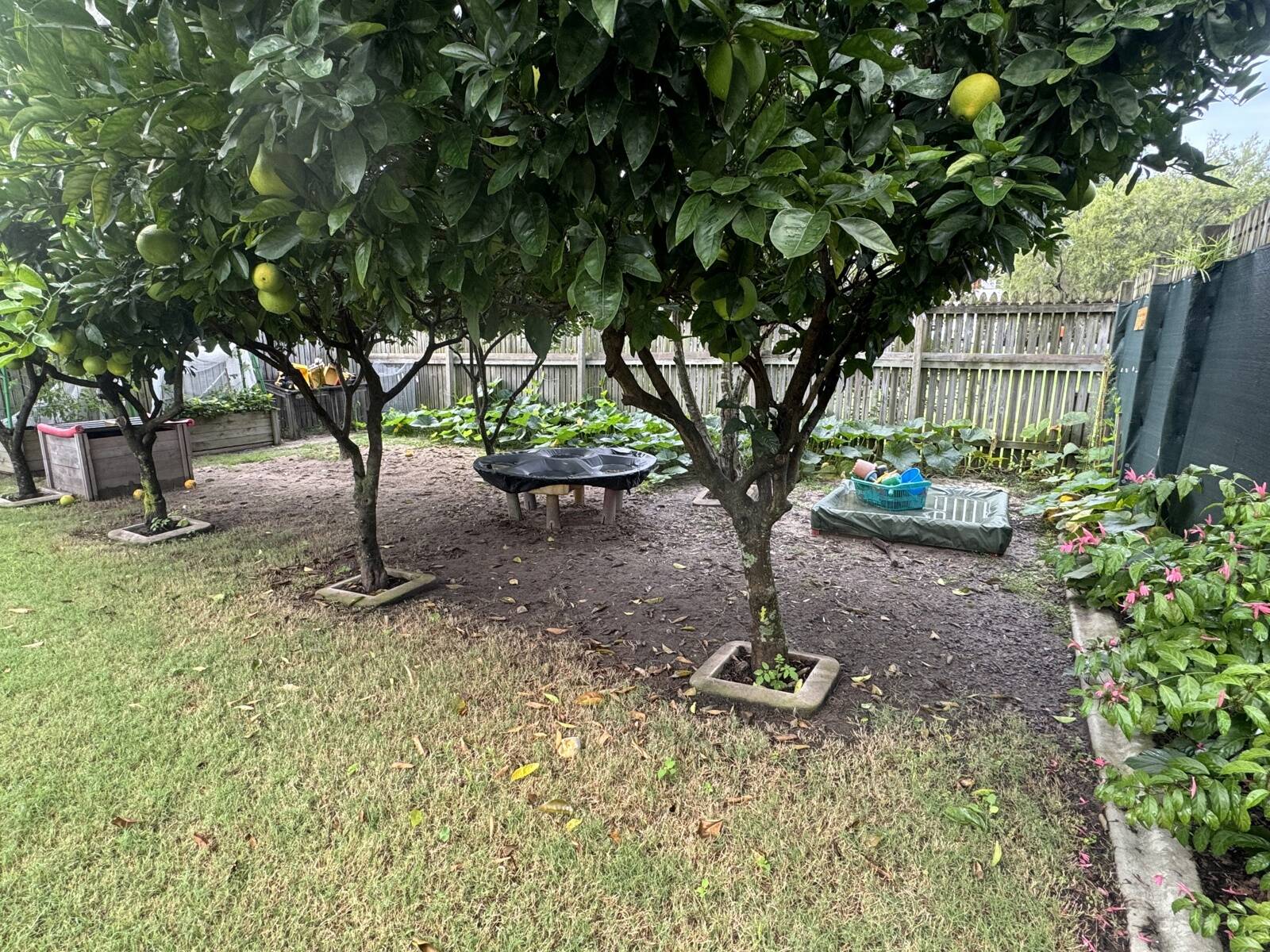 Norma's Nest Family Day Care