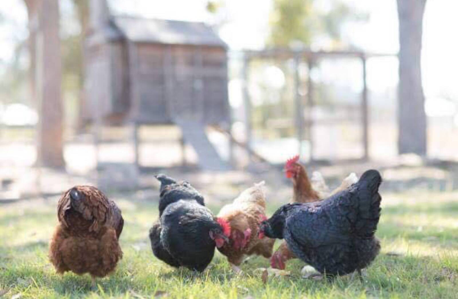 Nan Nan Family Daycare