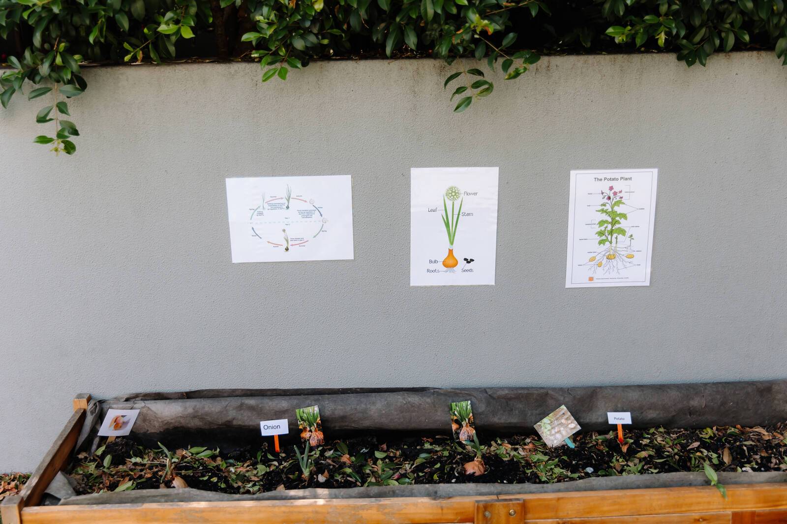 Golden Seeds Early Learning Campsie