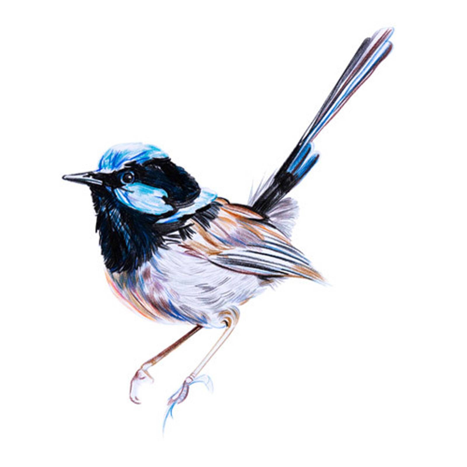 Billy Button Craigieburn-Opening Soon