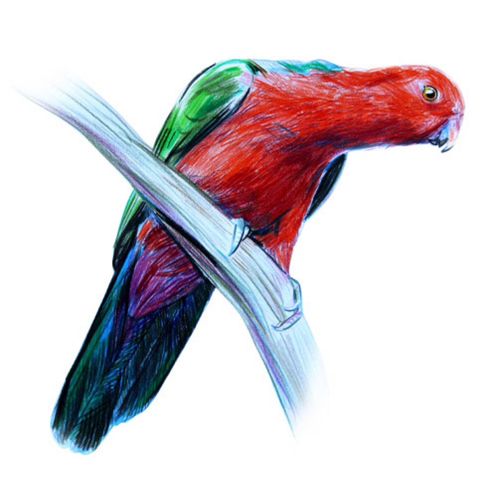 Billy Button Craigieburn-Opening Soon