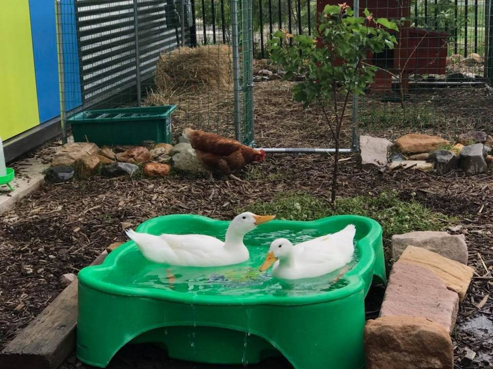 Teddybears Childcare Macarthur