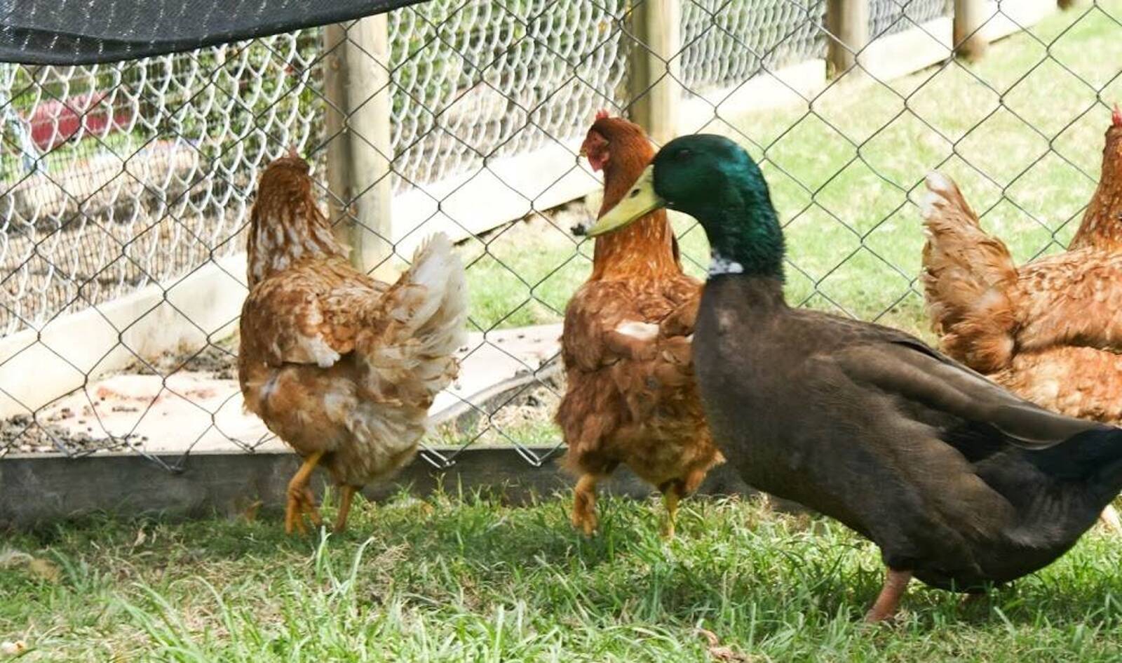 Nurture Early Education Morayfield