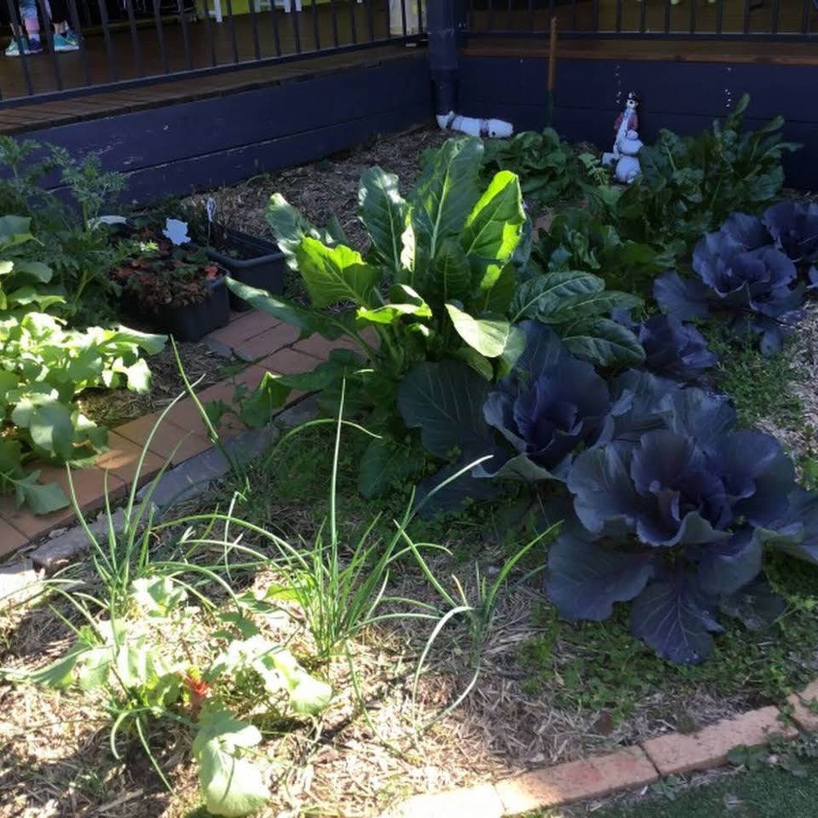 Little Koalas Kindergarten