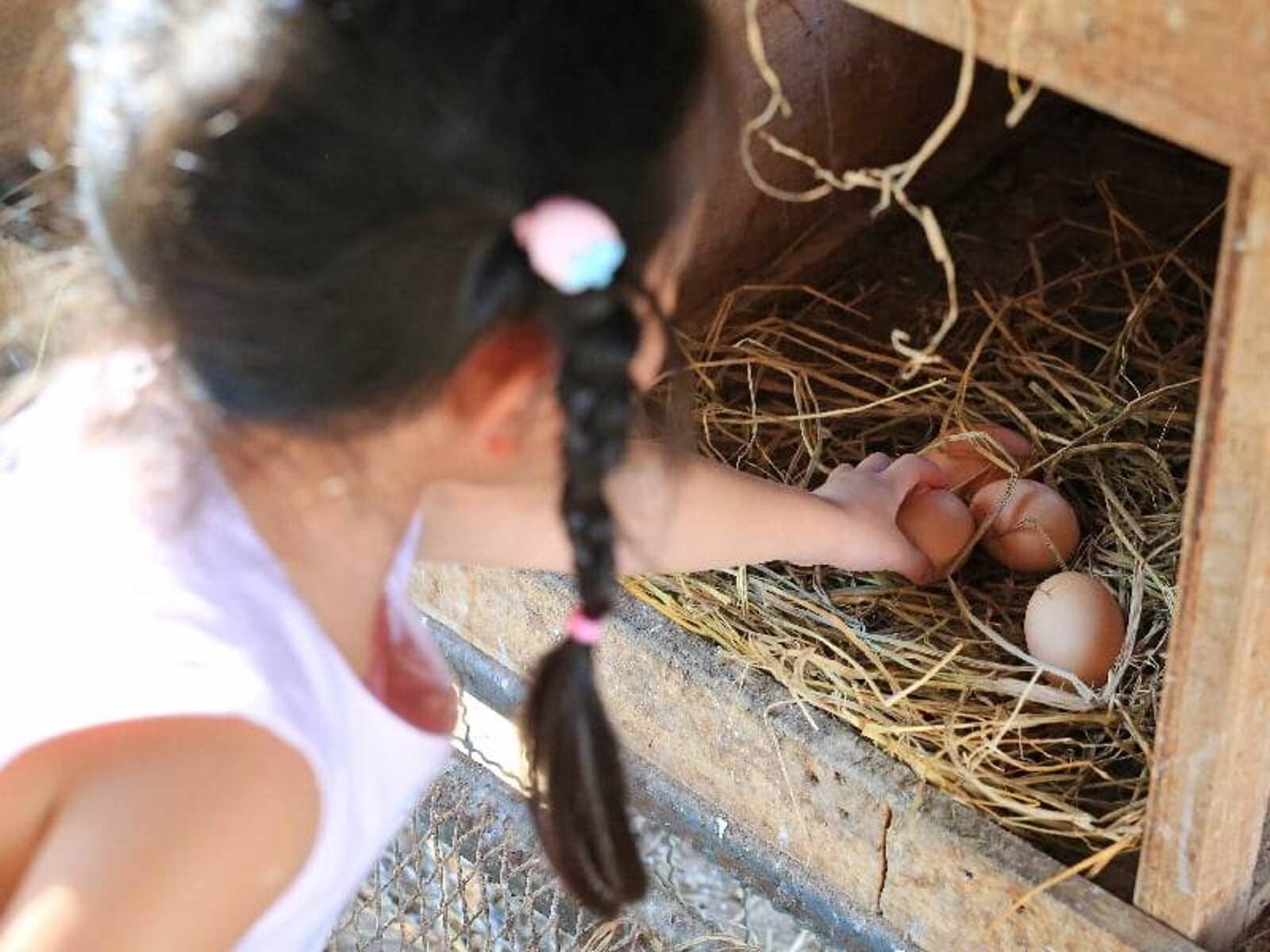 The Green Elephant Farm Early Learning and Preschool Horsley Park