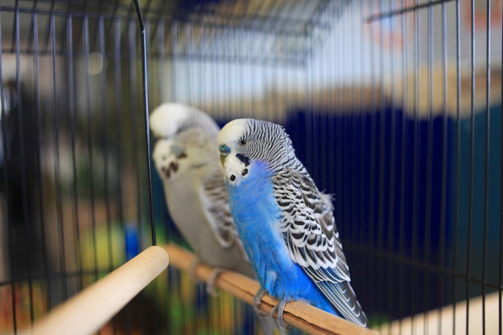 Goodstart Early Learning Meadow Heights